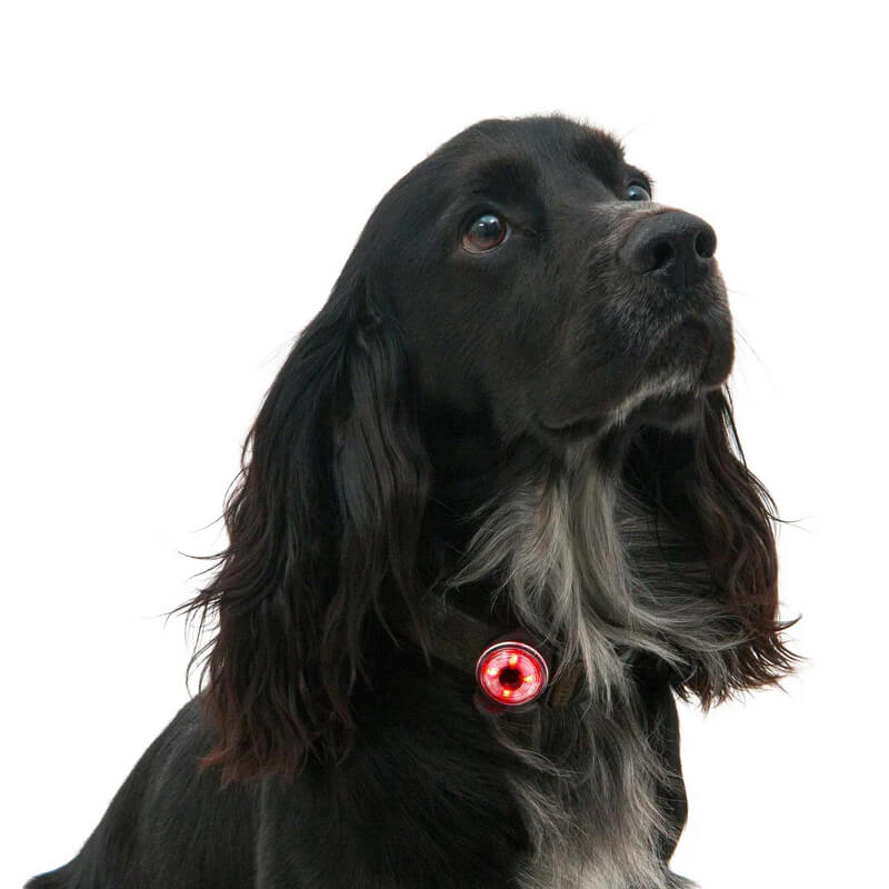 Black dog wears a glowing red Mountain Paws Dog Safety Light collar on a white background.