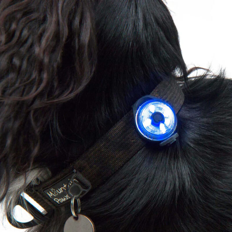 A black dog wears a Mountain Paws Dog Safety Light attached to its collar.