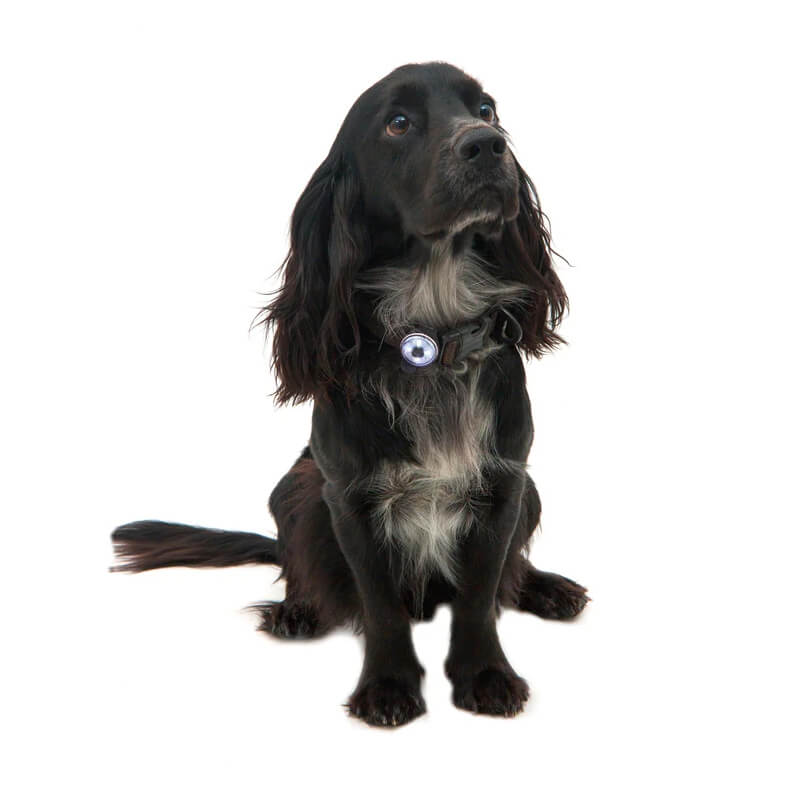 Black dog wearing Mountain Paws Dog Safety Light by Mountain Paws sits on white background.