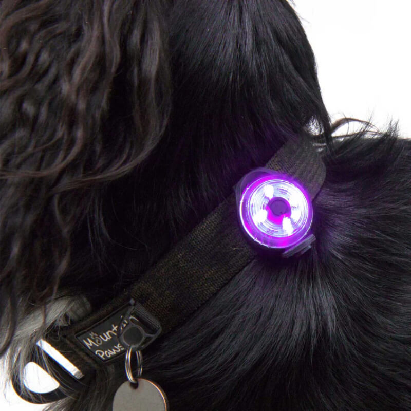 Black dog with a Mountain Paws Dog Safety Light attached to its collar.