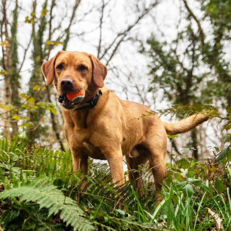 Brown dog outdoors with Mountain Paws Dog Tennis Ball by Mountain Paws, surrounded by greenery.