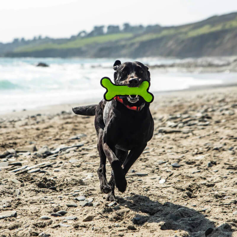 Black dog runs on the beach with a Mountain Paws Rubber Bone Dog Toy in its mouth.