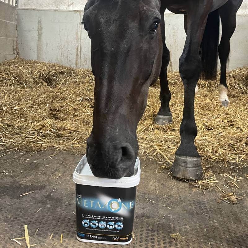 A horse in a stall holds a container labeled NAF Five Star Metazone Powder 2.4kg.