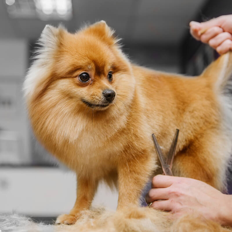 Brown dog's coat thinned at salon with Wahl 15cm Stainless Steel Thinning Scissors.