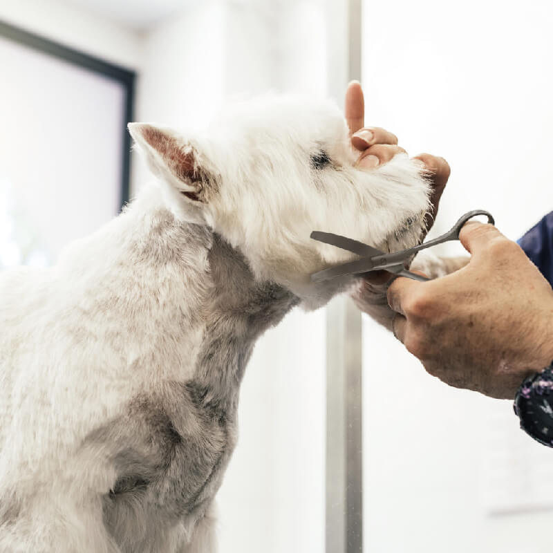 Wahl Curved Scissors 12cm-Pet n Pony-Wahl