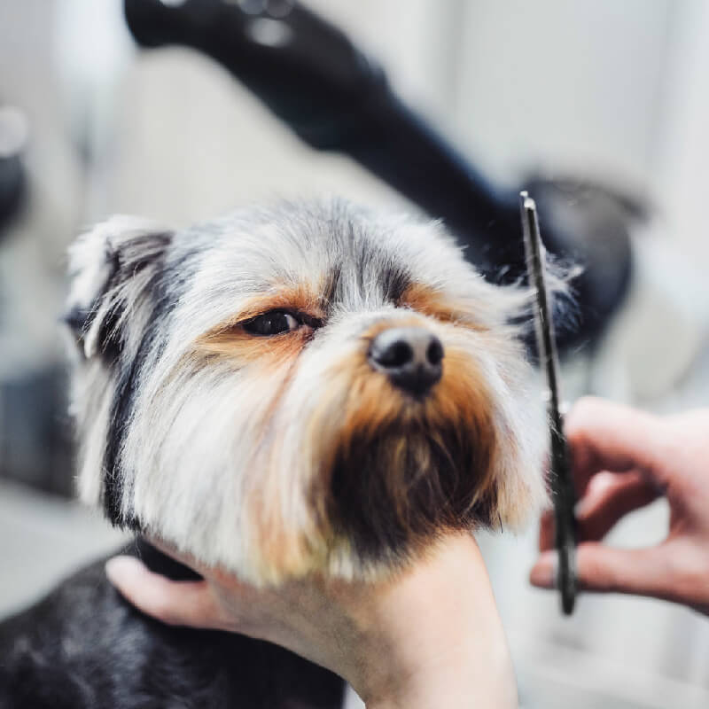 A small dog’s facial fur is styled with Wahl Scissors Premium With Guard from Wahl.