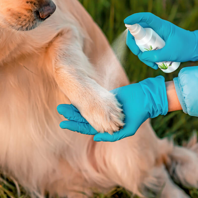 Gloved hands spraying Wahl Paw Protection Spray 75ml on a dog's paw outdoors.