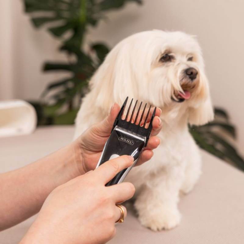 Person holding a Wahl Smart Clip Pet Clipper, about to groom a small white long-haired dog.