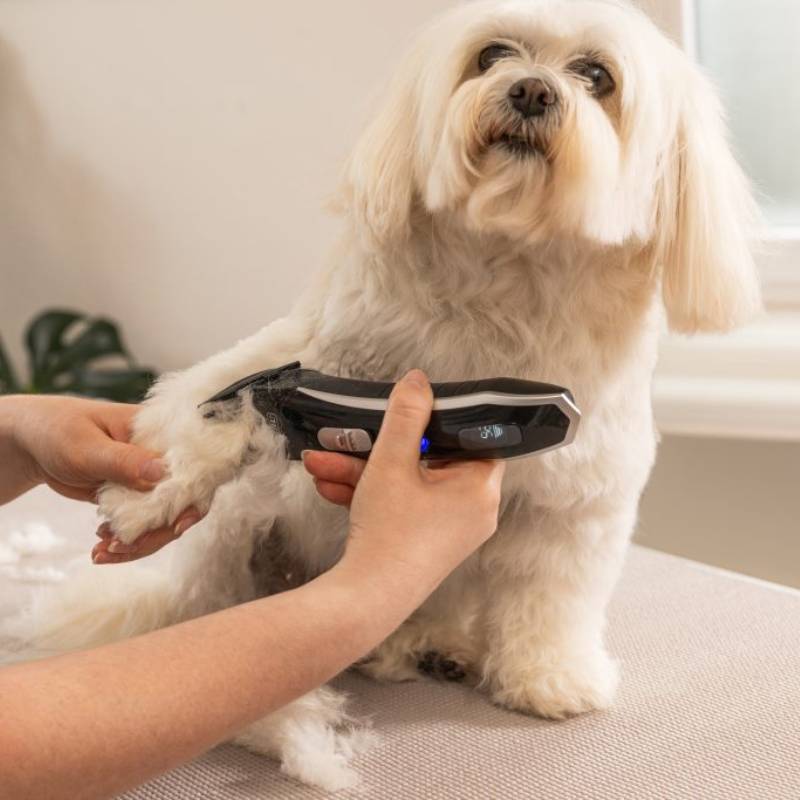 A small white dog gets its leg trimmed with the Wahl Smart Clip Pet Clipper Kit.