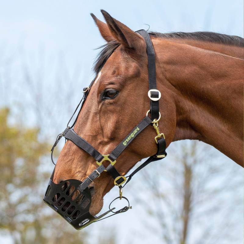 A horse wears a Shires Greenguard Muzzle Black to help prevent laminitis.
