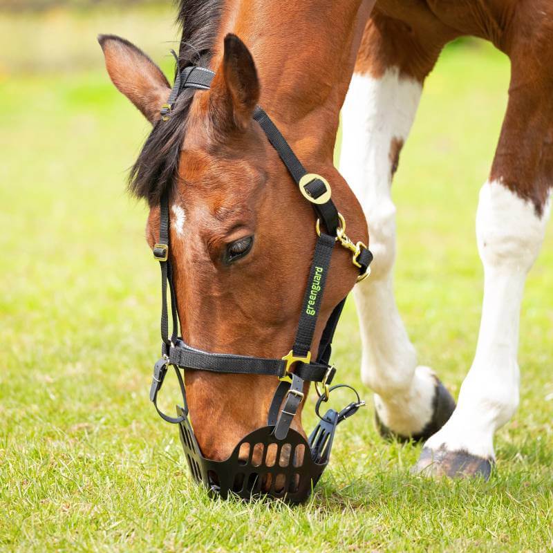 A horse wears a Shires Greenguard Muzzle Black while grazing to prevent laminitis.