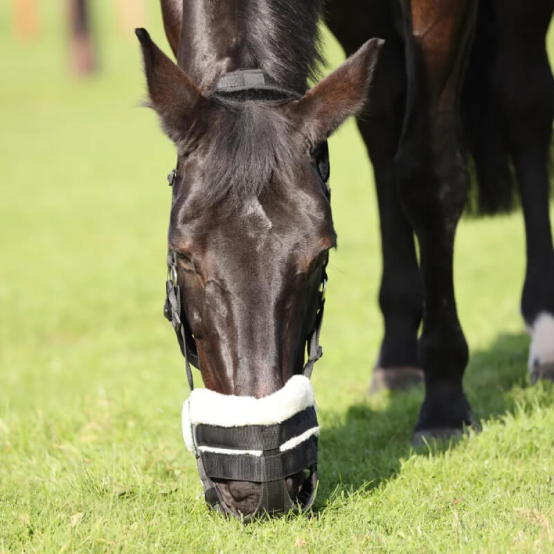 A horse wears the Shires FreeGraze AirFlow Grazing Muzzle for restricted feeding in a green field.