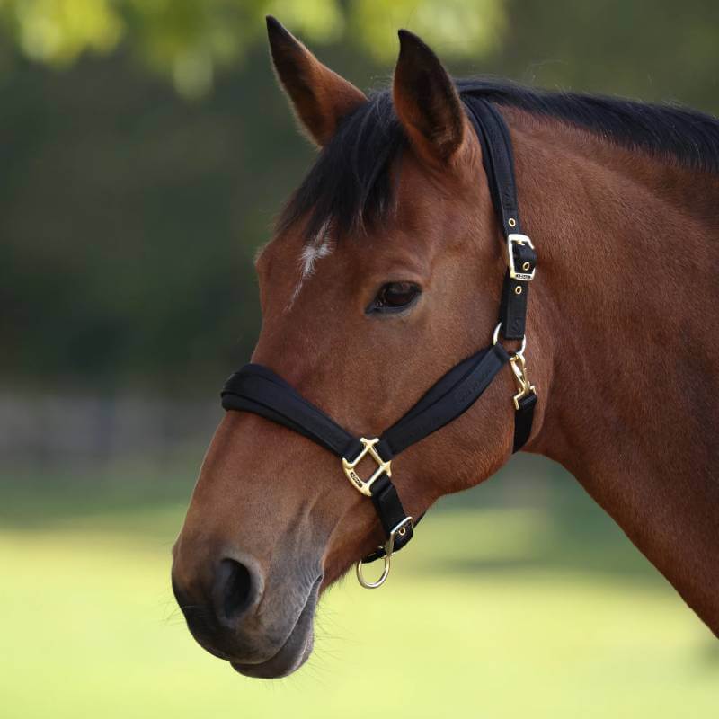 A brown horse wears the Shires Arma Padded Headcollar Black outdoors with a green background.