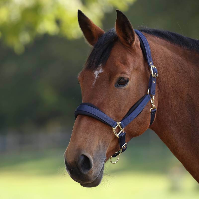 Shires Arma Padded Headcollar Navy with gold fittings, from Shires, on a white background.