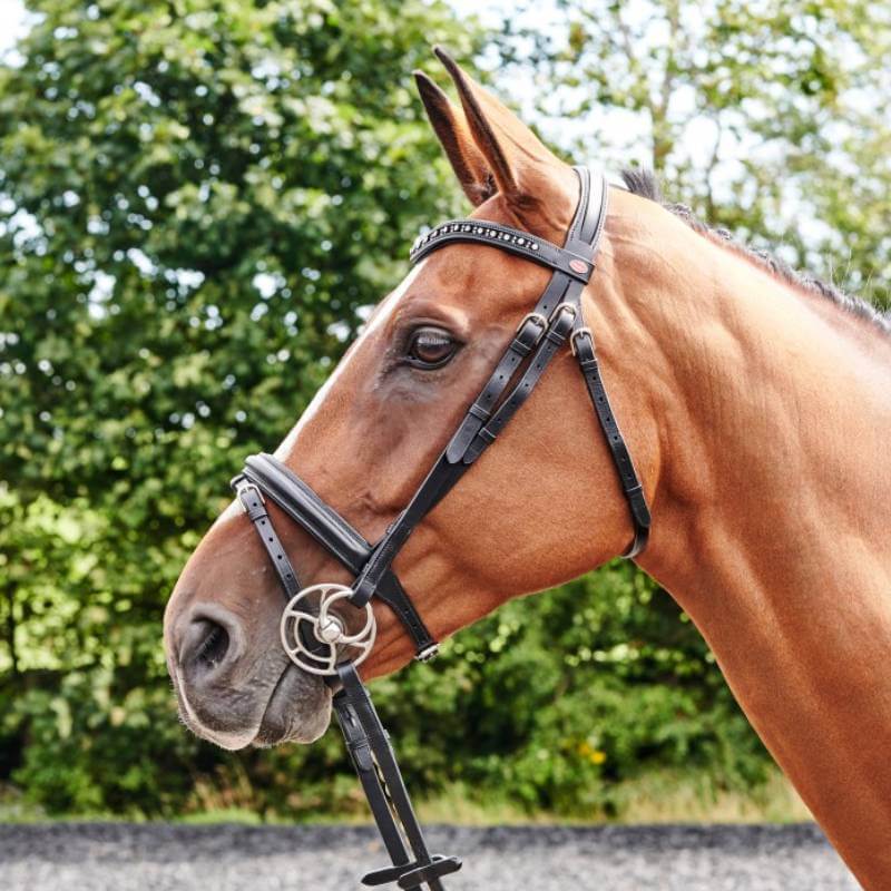 Whitaker Lynton Flash Bridle with bejewelled browband on brown horse outdoors among trees.