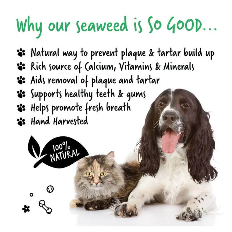 Cats and dogs use Bugalugs Plaque Remover, featuring Irish seaweed for oral hygiene.
