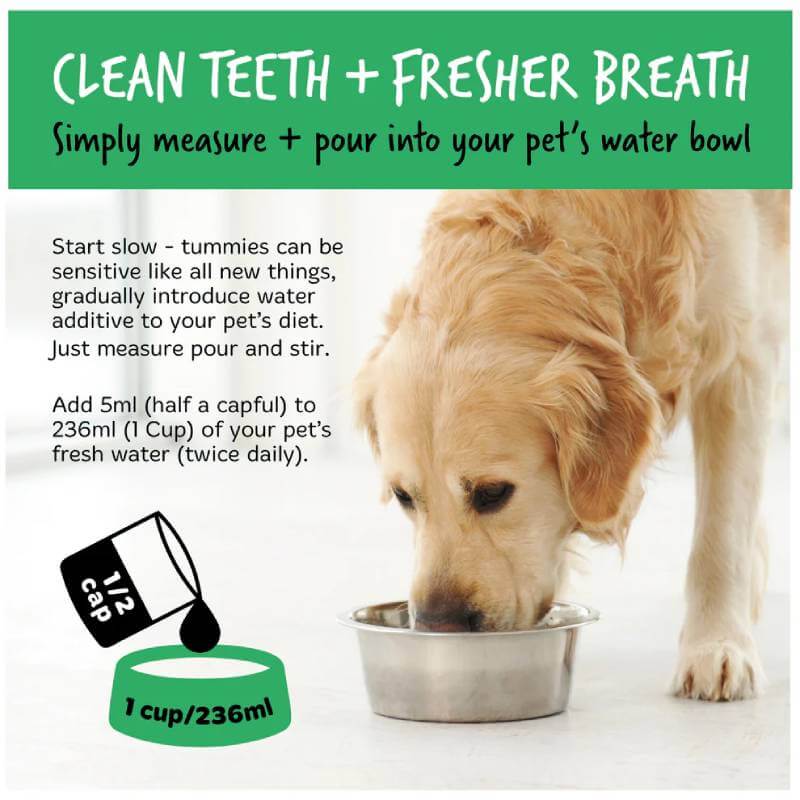 Golden retriever drinks from bowl, showcasing Bugalugs Dental Care Water Solution Additive 490ml.