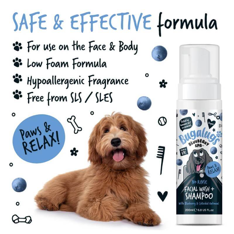 A brown dog sits by Bugalugs Blueberry Spa No Rinse Facial Wash & Shampoo for Dogs 200ml.