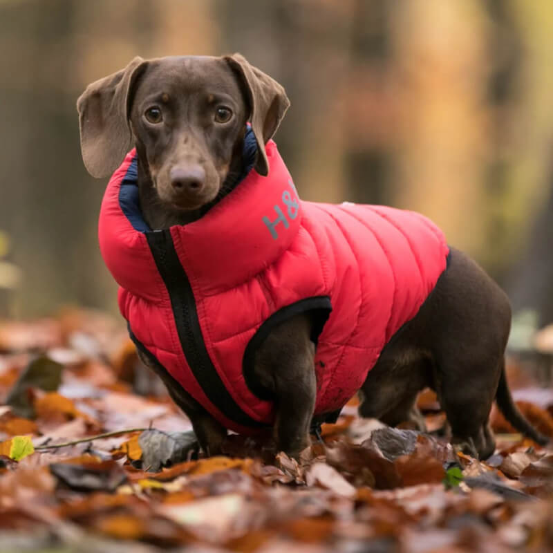 Black dog in a Hugo & Hudson Puffer sits on grass with green bushes in the background.