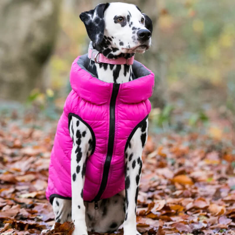 Dalmatian in a Hugo & Hudson Puffer coat relaxes outdoors on fallen leaves.