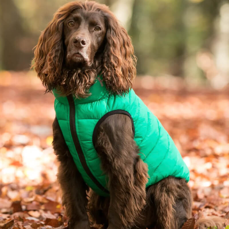 Brown dog in a Hugo & Hudson Puffer jacket sits on autumn leaves outdoors.