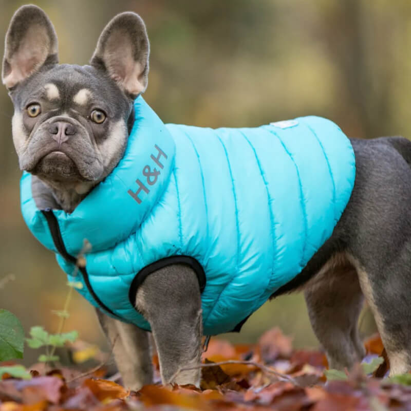 A French bulldog in a Hugo & Hudson Puffer jacket stands on autumn leaves outdoors.
