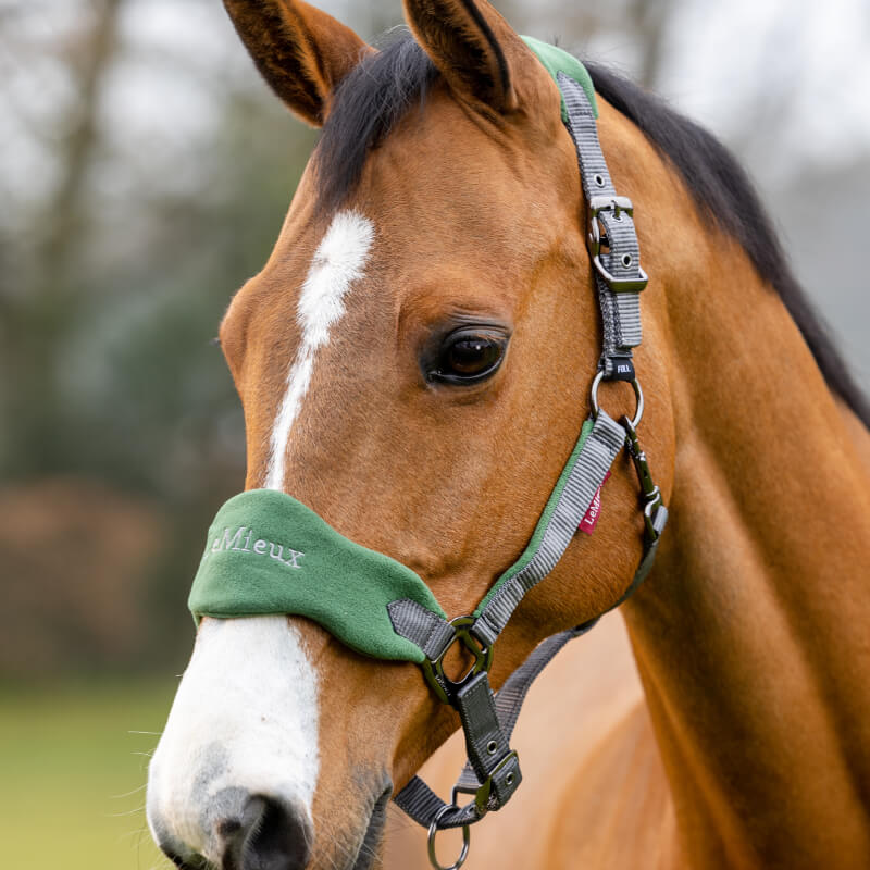 A brown horse wears a LeMieux Vogue Headcollar & Leadrope Hunter Green outdoors.