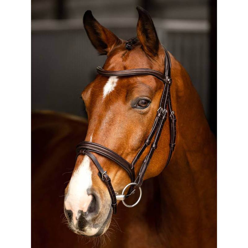 Brown horse in LeMieux Arika Flash Bridle Brown/Silver with anatomical noseband, facing left.