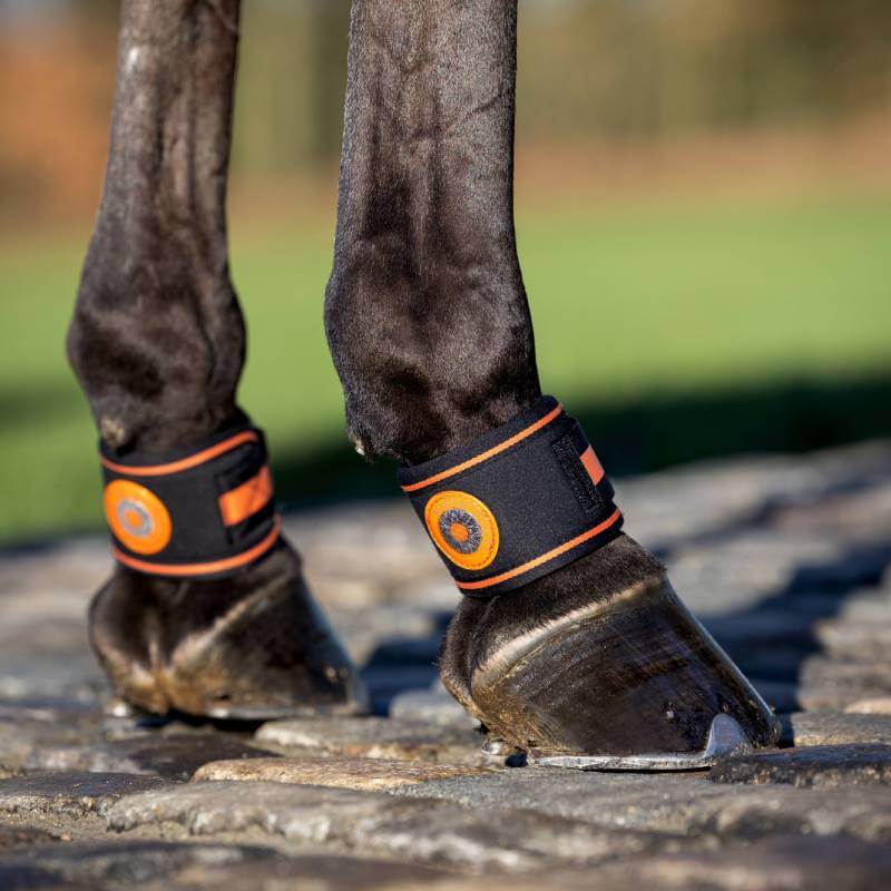 Black horse legs in LeMieux Magno Pastern Wrap Black 2pk for equine well-being.