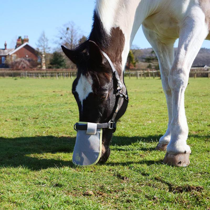 Horse wearing Equilibrium Field Relief Muzzle by Equilibrium, standing on green grass.