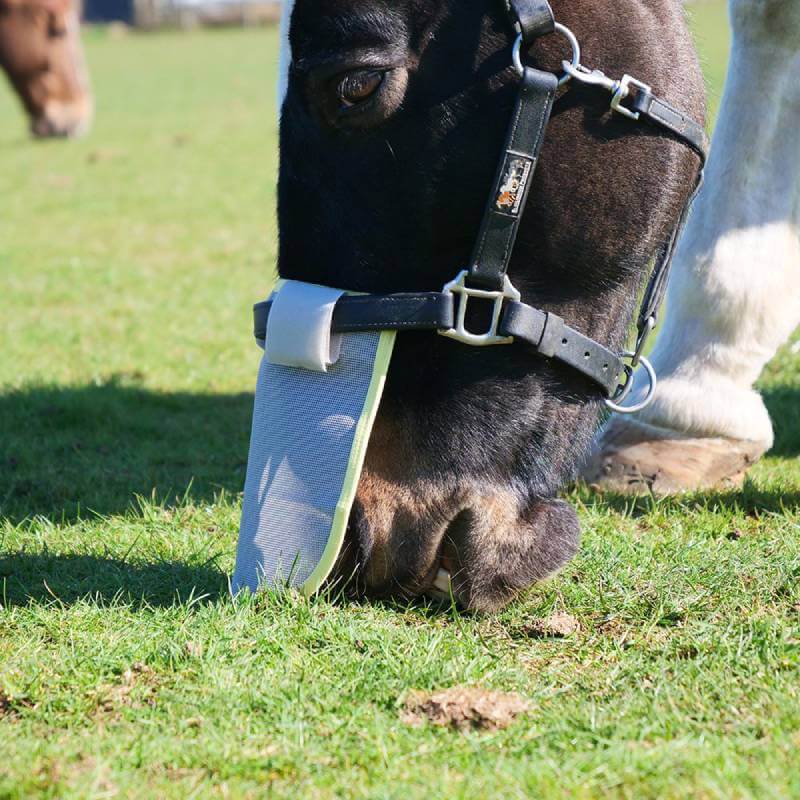 A horse wears the Equilibrium Field Relief Muzzle while grazing in a field.