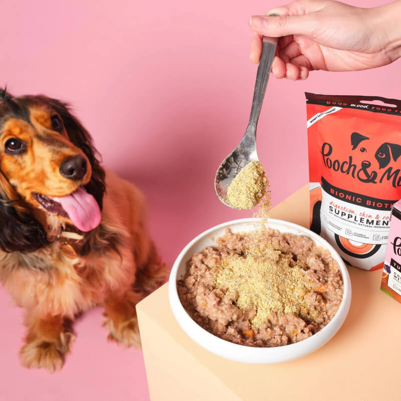 A happy dog watches Pooch & Mutt Bionic Biotic 200g sprinkled onto food in a white bowl.