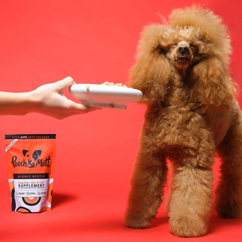 Brown poodle by Pooch & Mutt Bionic Biotic 200g dog supplement against a red background.