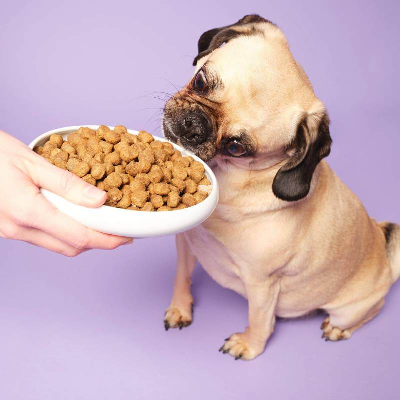 A pug eyes Pooch & Mutt Slim & Slender Dog Food on a purple background.