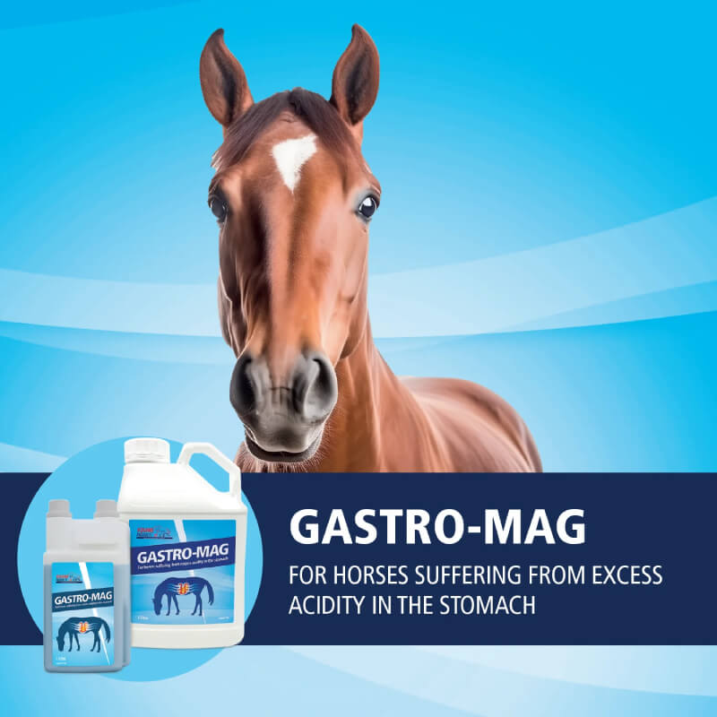 Equine Products Gastro-Mag 1Ltr-Pet n Pony-Equine Products