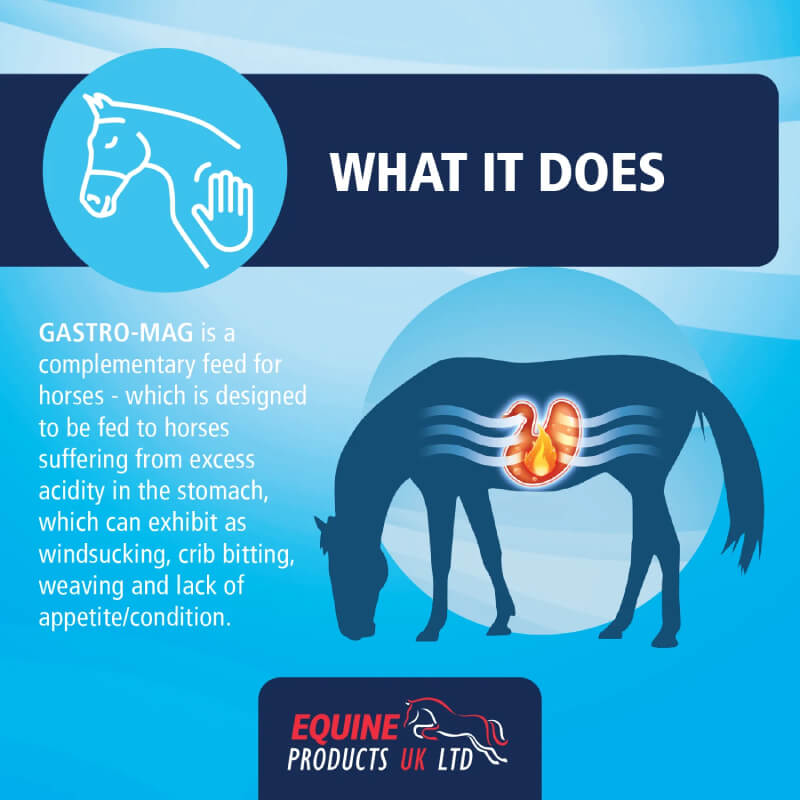 Illustration of a horse’s stomach, showing Equine Products Gastro-Mag 1Ltr benefits.