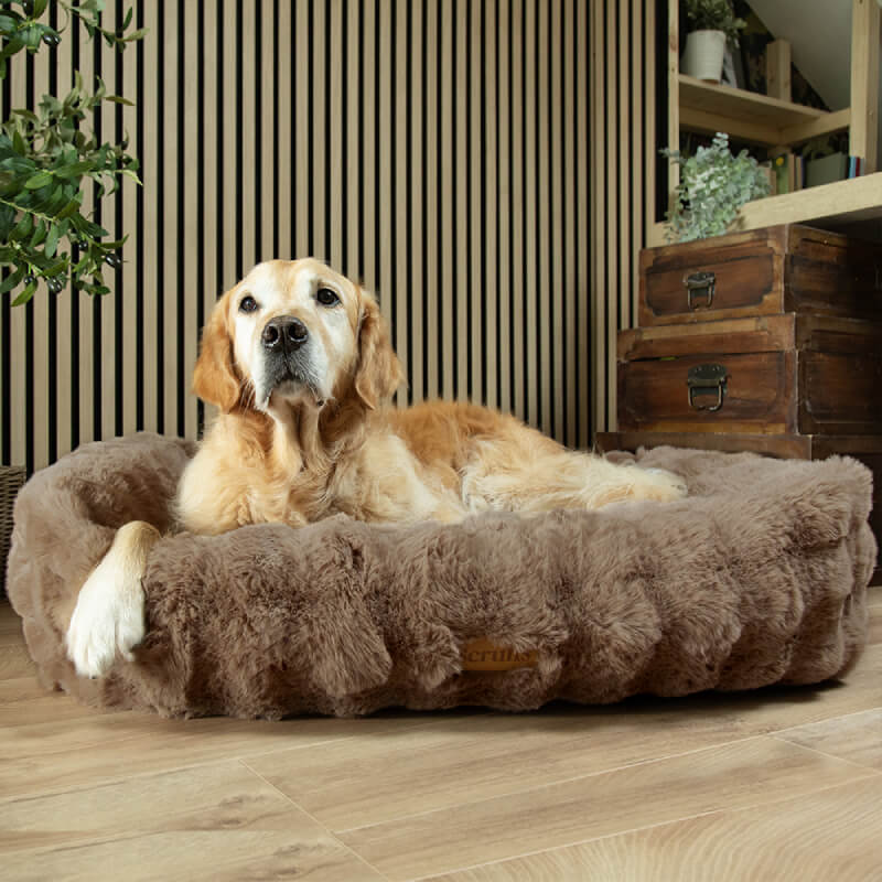 Golden retriever resting in a Scruffs Alpine Box Bed Taupe in a stylish living room.