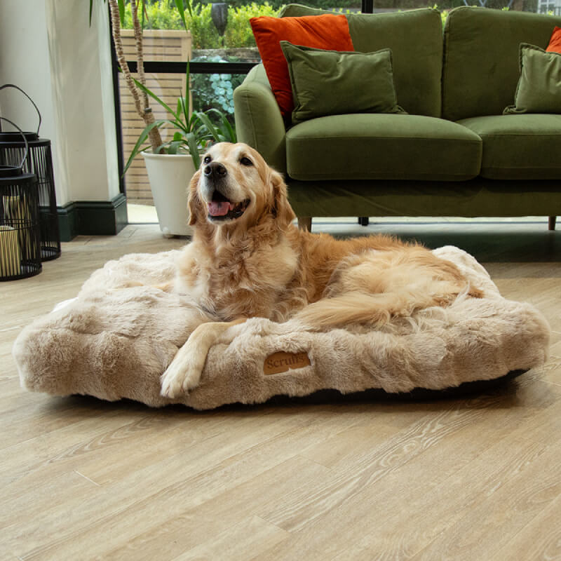Golden retriever relaxing on a Scruffs Alpine Mattress Champagne in a cozy room with green sofa.