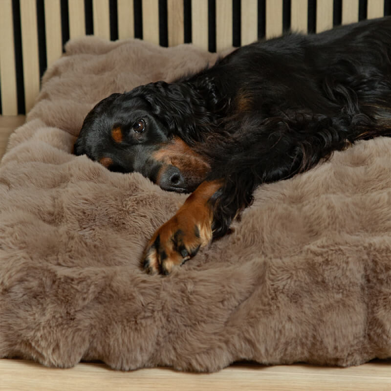 Black and brown dog relaxing on a Scruffs Alpine Mattress Taupe by Scruffs.