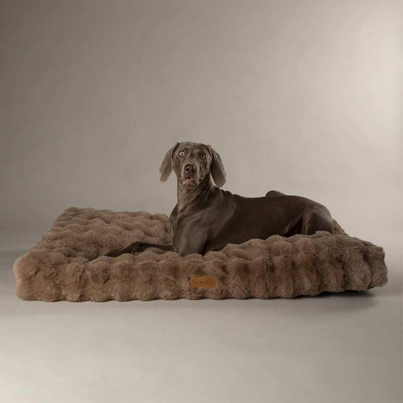 Gray dog resting on a Scruffs Alpine Mattress Taupe by Scruffs, against a neutral background.
