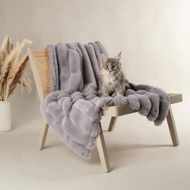Grey cat on a chair with Scruffs Aspen Blanket 110x75cm Grey, next to a vase of dried grass.