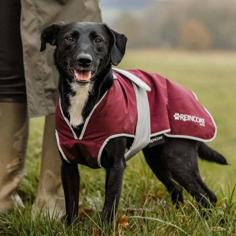 A black dog in a Reinwear Reincoat Dog Burgundy stands by a person outdoors on grass.