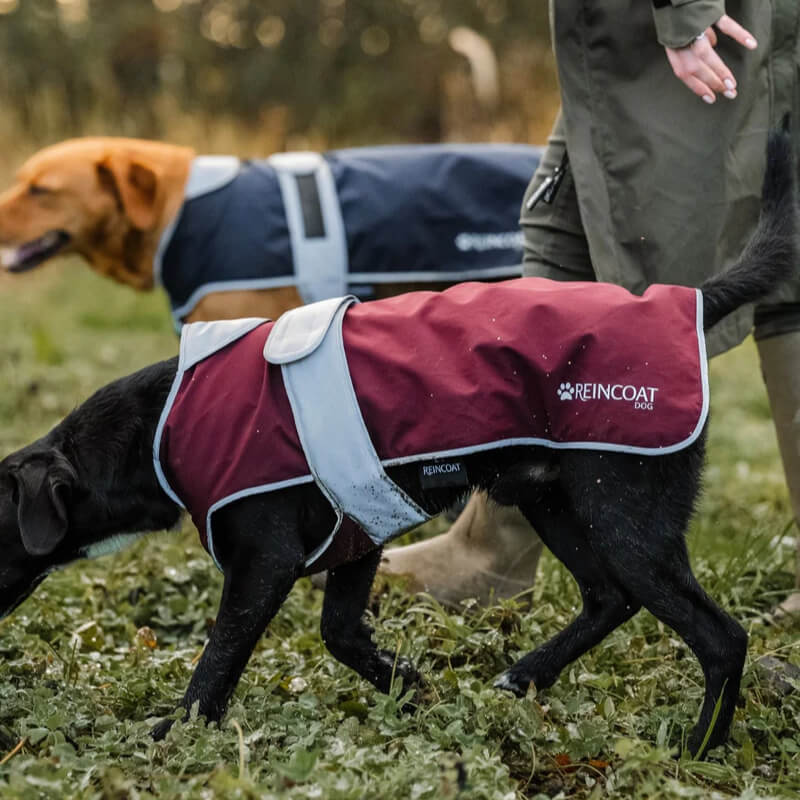 Two dogs in Reinwear Reincoat Dog Burgundy walk with a person outside on a grassy path.