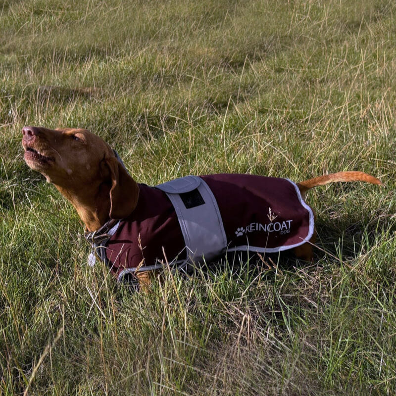 Brown dog in Reinwear Reincoat Dog Burgundy enjoys the outdoors in a grassy field, nose up.