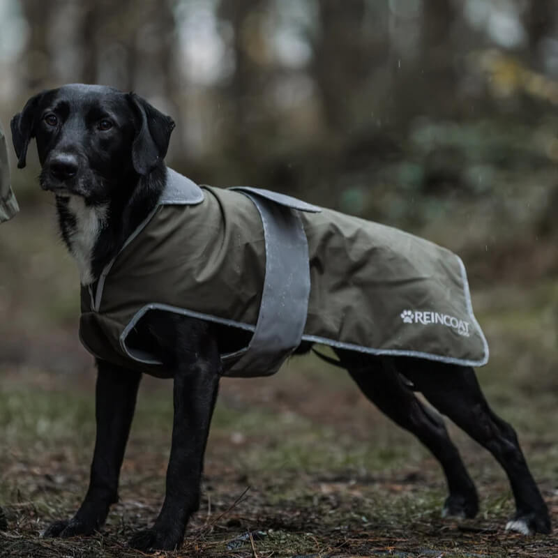 A black dog in the Reinwear Reincoat Dog Olive stands on a forest path.