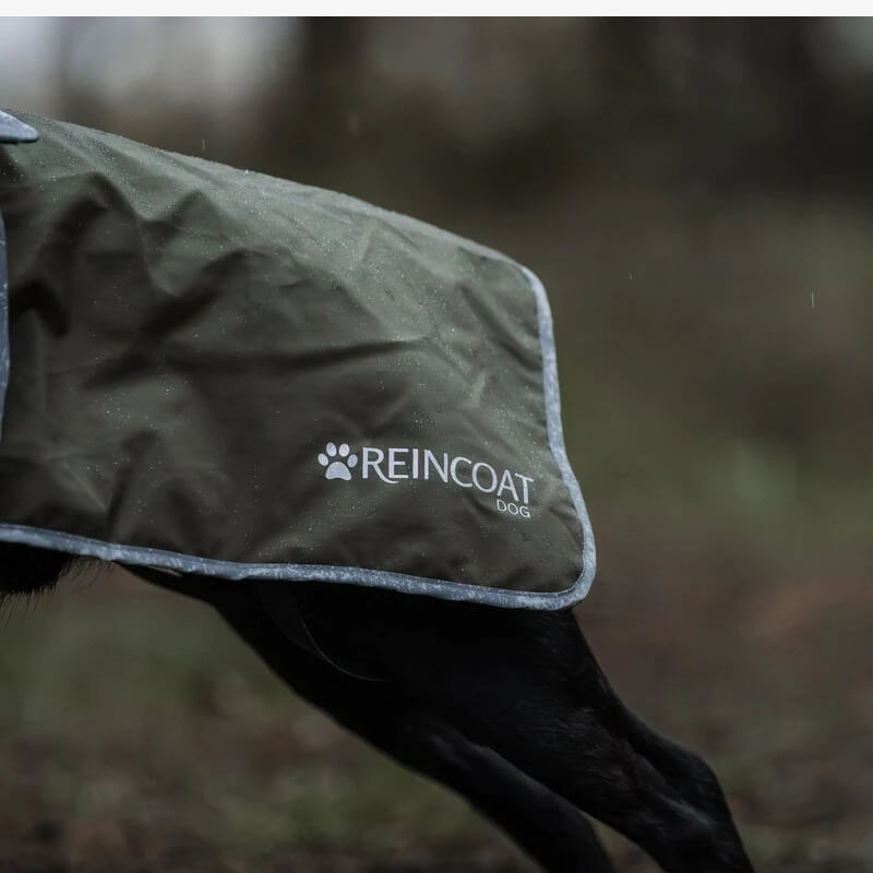 Dog in Reinwear Reincoat Dog Olive outdoors.