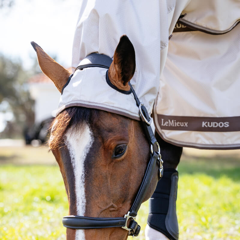 A horse in a LeMieux Kudos Shower Pro Sweet Itch Rug grazes on green grass.