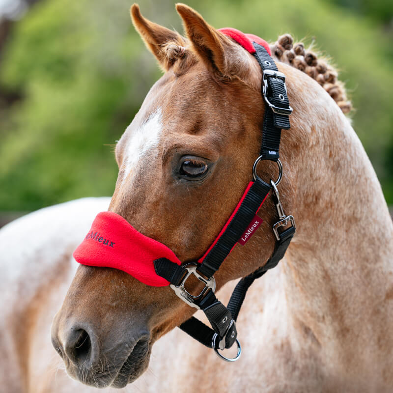 A horse in a LeMieux Mini Vogue Headcollar & Leadrope Chilli stands outdoors, mane braided.