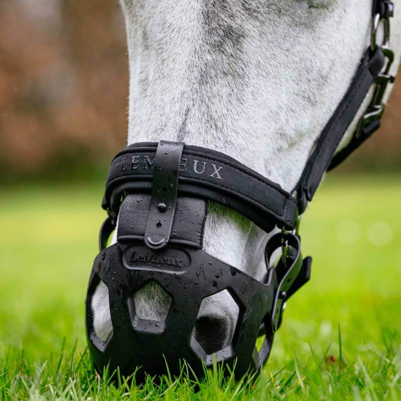 Horse wearing a LeMieux Noma Grazzing Muzzle Black by LeMieux, standing on grass.