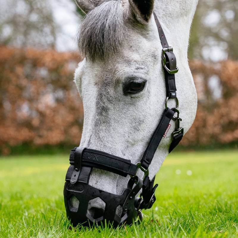 A white horse wears a LeMieux Noma Grazing Muzzle Black for weight control while grazing.